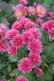 Morden Fiesta Chrysanthemum Chrysanthemum Morden Fiesta At Shelmerdine Garden Center Plants Chrysanthemum Flower Garden Mum