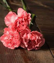 Carnation Flower In 2020 Carnation Flower Online Wedding Flowers Flowers For Sale