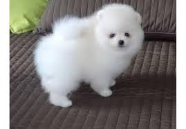 Highs were 100 degrees on june 15, 16, and 17. Dogs Puppies For Sale In Denver Colorado Pet Dogs For Sale Pomeranian Puppy For Sale Corgi Dogs For Sale
