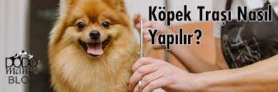kopek trasi nasil yapilir