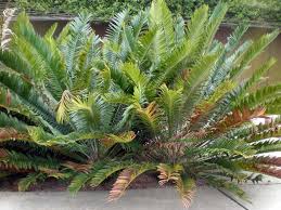Image result for Encephalartos senticosus