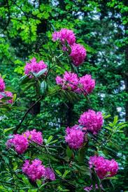9 summer flowering perennials for zone 7. The 10 Best Evergreen Shrubs Flowering Shrubs To Plant