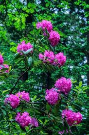 Check spelling or type a new query. The 10 Best Evergreen Shrubs Flowering Shrubs To Plant