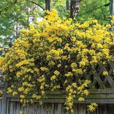 We did not find results for: Hardy Carolina Jasmine Possible Non Invasive Replacement For Japanese Honeysuckle Flowers Perennials Carolina Jasmine Perennial Plants
