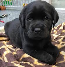 Comment Bien Eduquer Son Chiot Pas A Pas Mois Par Mois Vous Souhaitez Bien Dresser Votre Berger Allemand Plus Vous Chiots Labrador Noirs Chiot Chien Mignon