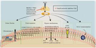 Image result for ROS1 Inhibitor
