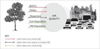 Air pollution reduction trees and vegetation in parks can help reduce air pollution both by directly removing pollutants and by reducing air temperatures and building energy use in and near parks. Urban Trees Air Quality And Asthma An Interdisciplinary Review Sciencedirect