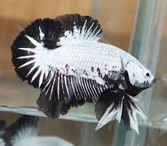 Platinum Black Dragon Hmpk Male 3 Betta Fish Betta Fish Types Beautiful Fish