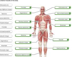 Muscles allow us to move and function. Quiz Ch 10 Copy Diagrams Flashcards Quizlet