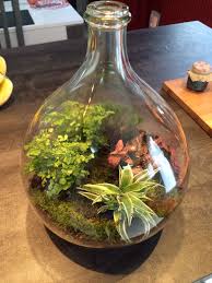 Jardin En Bouteille Avec 2 Adiantum 1 Fittonia Et 1 Chlorophytum Un Peu De Mousse Recupere En Foret Et Voila Idees Terrariums Terrarium Verre Decoratif