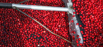 Cranberry Season In New Jersey Best Of Nj