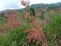 Image result for Rumex lanceolatus