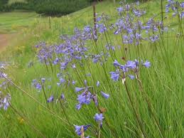 Image result for Agapanthus campanulatus