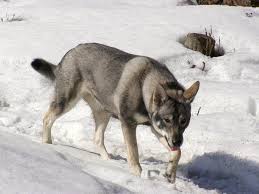 Image result for norský losí pes šedý