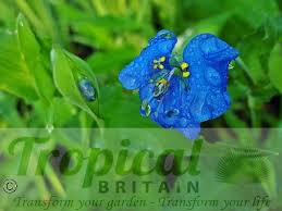 Image result for Commelina capitata