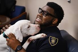 Detroit creates new animal control division to crack down