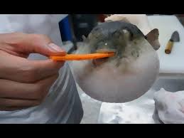 Pufferfish Eating A Carrot Good Ending Youtube Puffer Fish Eating Carrots Eat