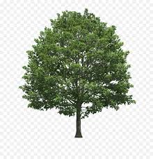 Here you can explore hq tree top transparent illustrations, icons and clipart with filter setting like size, type, color etc. Swamp Trees Transparent Png Clipart Tree Png Top View Isometric Free Transparent Png Images Pngaaa Com