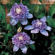 If you will be paying with gift cards, please call our office to place your order. Blue Light Clematis Direct Gardening
