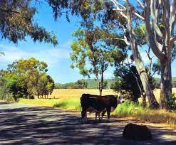 Panoramio Photo Of Any Grass On The Wangaratta Whitfield Road Incredible Places Rural Scenes Beautiful Spots