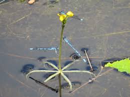 Kuvahaun tulos haulle bladderwort plant