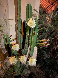 Name = selenicereus grandiflorus family = cactaceae rare capture from my home garden. My Queen Of The Night Cactus Each Flower Only Blooms For A Single Night Before It Wilts Cactus