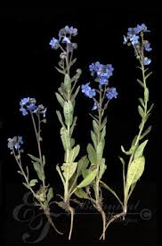 Image result for Cynoglossum lanceolatum