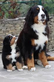 Bernese Mountain Dogs Dogs Cute Animals Mountain Dogs
