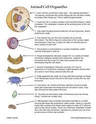 Cell Organelles Cell Organelles Animal Cells Worksheet Animal Cell Organelles