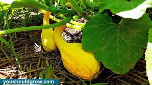Only female zucchini blossoms can produce zucchini squash. Growing Crookneck Squash The Best Summer Squash You Should Grow