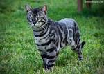Bengal Cat Breeders & Rescues Directory | Bengalcats.co