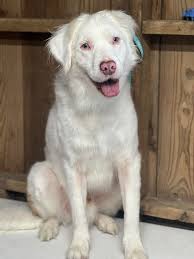 Meet Chip, the adorable beanie baby