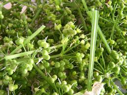 They also gave him his. Pickling Wild Garlic Seed Heads Sarah Browne S Kitchen Garden Blog