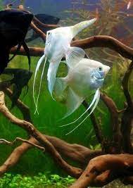 The white cloud mountain minnow is another species of small community fish that does not require tropical temperatures. White Angelfish Angel Fish Aquarium Aquarium Fish