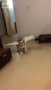 Pin By Bugz On Cutee Cute Dogs Cute Funny Animals Cute Animals