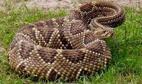 Serpiente De Cascabel Beautiful Snakes Snake Rattlesnake