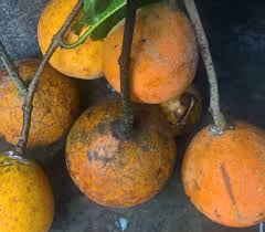 Image result for Landolphia cuneifolia