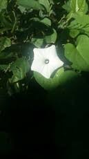 Image result for Rhynchosia sublobata