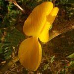 Image result for Aeschynomene elaphroxylon