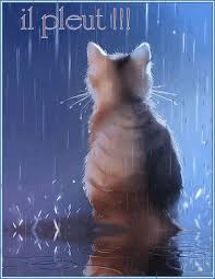 Résultat de recherche d'images pour "gif chat pleut"