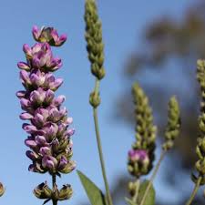 Image result for Lessertia macrostachya