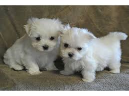Maybe you would like to learn more about one of these? Puppies For Sale In Michigan Petfinder