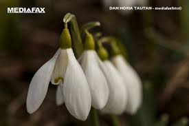 Check spelling or type a new query. De 1 Martie Romania SalutÄ Venirea PrimÄverii Cu Un MÄrÅ£isor Snurul Alb Rosu Un Simbol Cu SemnificaÅ£ii Aparte Pentru Romani