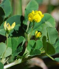 Image result for Medicago polymorpha