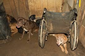 Is the nashville metro government affiliated with pet harbor? Breaking Aspca Assists In Removal Of 41 Dogs From Happy Endings Animal Rescue Near Nashville Aspca