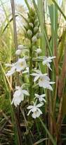 Image result for Calanthe