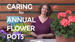 How to plant a container garden: How To Care For Annual Flower Pots Youtube
