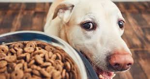 While Dogs With Chronic Kidney Failure Cannot Be Cured The Progression Of The Disease Can Be Slowed Wit Dog Safe Food Dog Kidney Failure Diet Dog Food Recipes