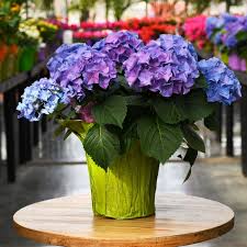 Image result for Hydrangea
