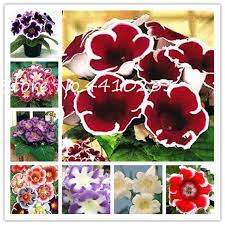 50 Pcs Colorful Gloxinia Bonsai Sinningia Gloxinia Bonsai Charming Gloxinia Flower Perennial Plant For Home Bonsai Seeds Perennial Plants Flowers Perennials